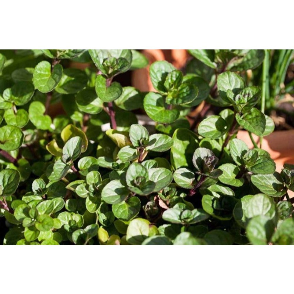 Smells amazing! Chocolate mint plant cuttings super easy to propagate